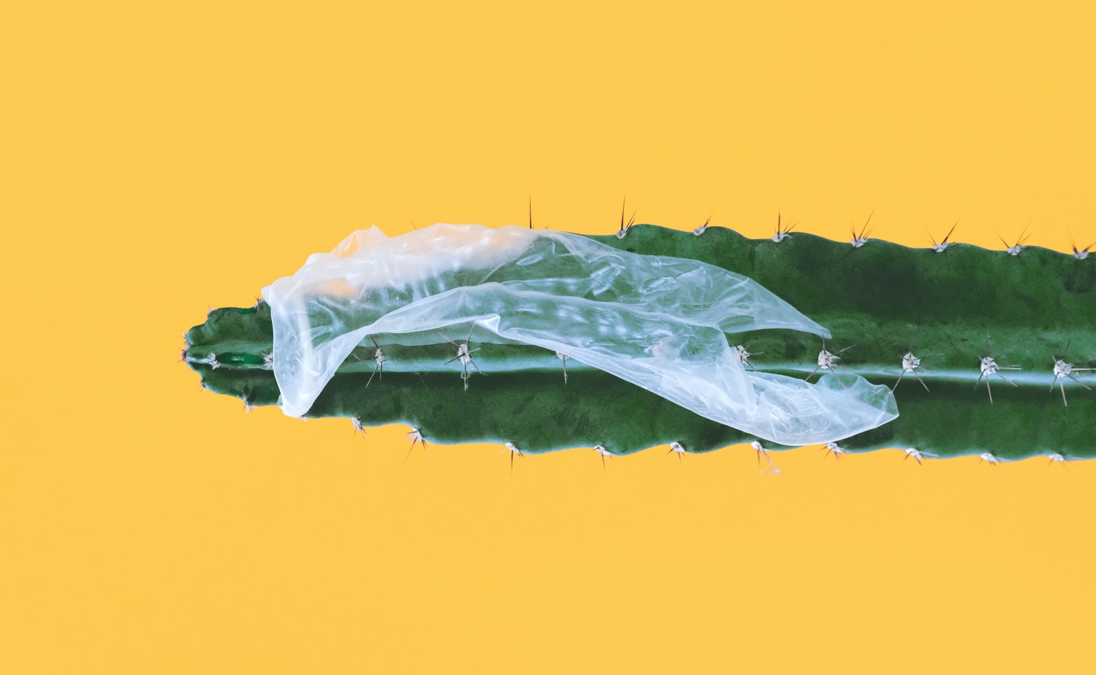 Zlomljen kondom, zataknjen nad kaktusom